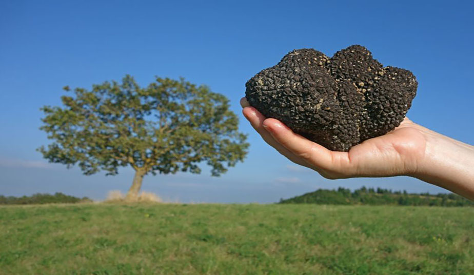 species of truffle trees