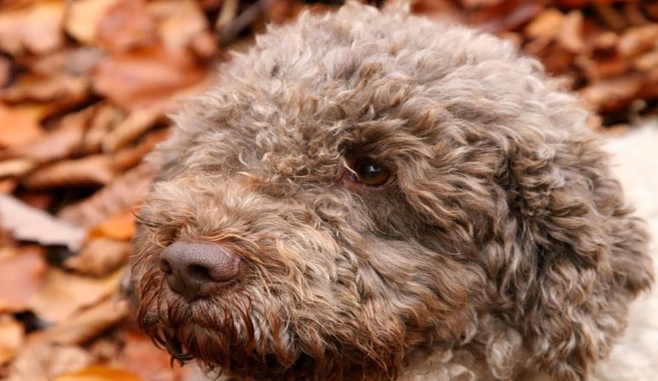 truffle dogs